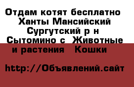 Отдам котят бесплатно - Ханты-Мансийский, Сургутский р-н, Сытомино с. Животные и растения » Кошки   